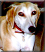 Yasmin the Saluki, Greyhound cross