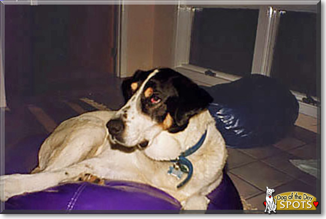 Spots the Treeing Walker Coonhound, Shepherd mix, the Dog of the Day