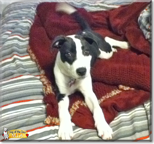 Mia the Terrier, Labrador mix, the Dog of the Day