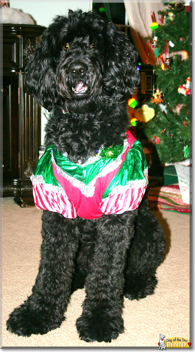 Benny the Golden Retriever, Standard Poodle mix, the Dog of the Day