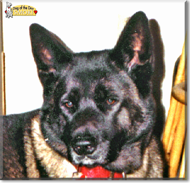 Smoki the Akita, the Dog of the Day