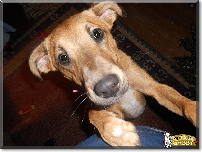 Gabby the German Shepherd/Labrador mix, the Dog of the Day