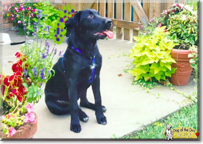 Rex the Labrador Retriever mix, the Dog of the Day