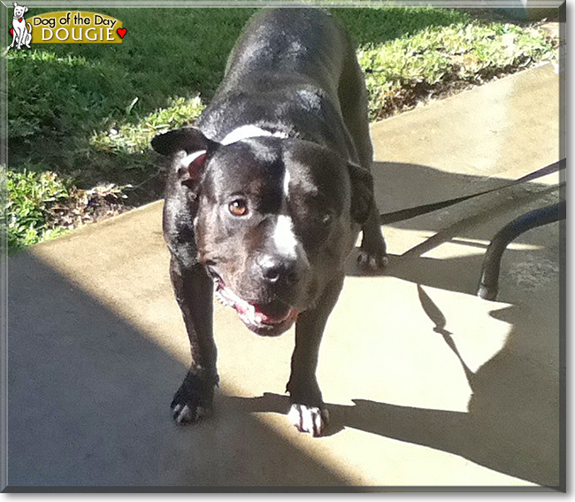 Dougie the American Staffordshire Terrier, the Dog of the Day