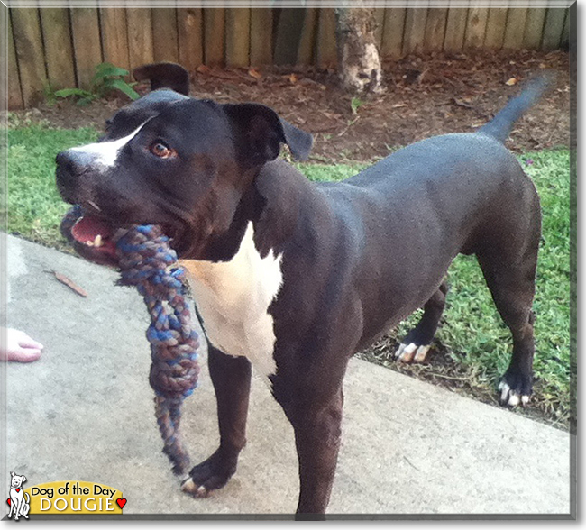 Dougie the American Staffordshire Terrier, the Dog of the Day