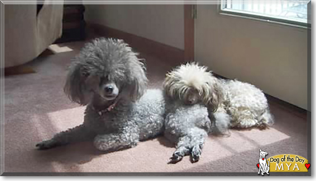 MYA the Yorkshire Terrier, Miniature Poodle mix, the Dog of the Day