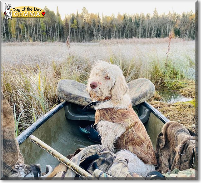 Gemma the Spinone Italiano, the Dog of the Day