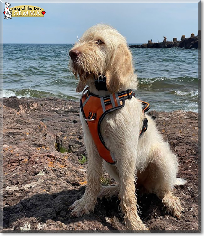 Gemma the Spinone Italiano, the Dog of the Day