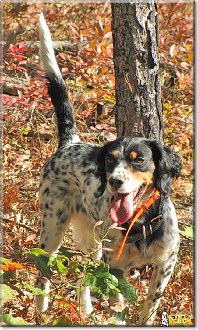 Milo the English Setter, the Dog of the Day