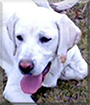 Rufus the Labrador Retriever