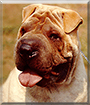 Ziggy the Chinese Shar Pei