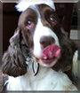 Teddy the English Springer Spaniel