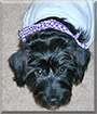 Daisy the Scottish Terrier, Maltese mix