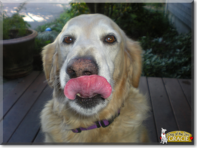 Gracie the Golden Retriever, the Dog of the Day