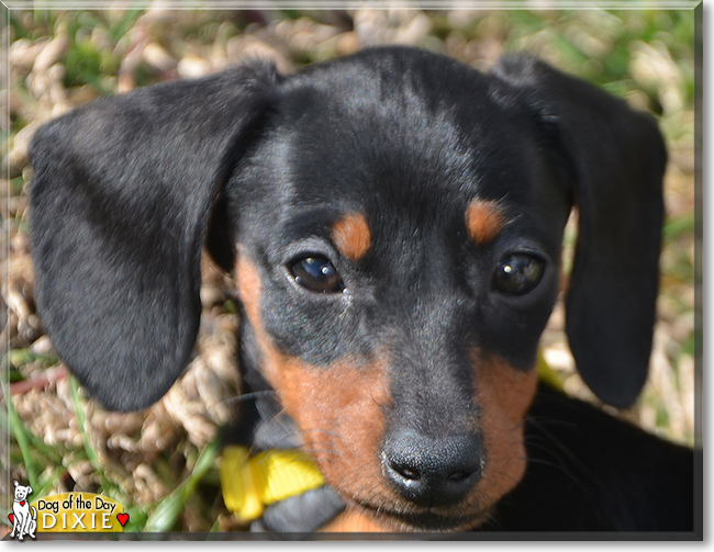 Dixie the Miniature Dachshund, the Dog of the Day