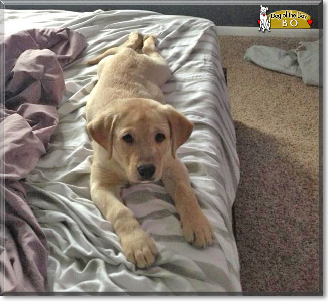 Bo the Labrador Retriever mix, the Dog of the Day