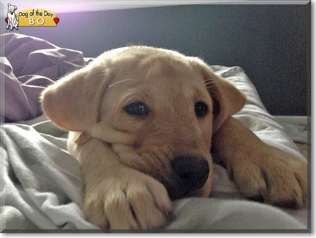 Bo the Labrador Retriever mix, the Dog of the Day