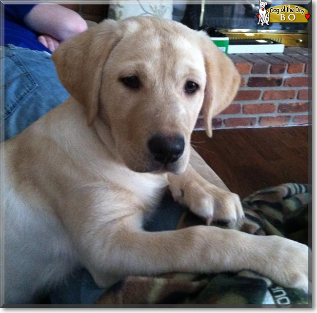 Bo the Labrador Retriever mix, the Dog of the Day