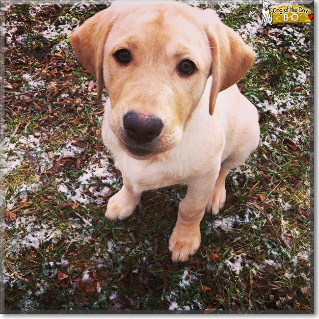 Bo the Labrador Retriever mix, the Dog of the Day