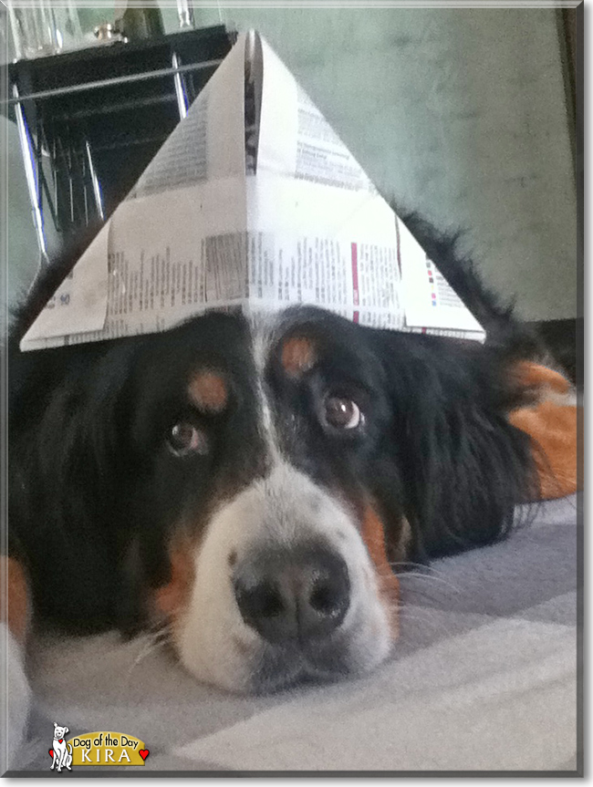 Kira the Bernese Mountaindog, the Dog of the Day