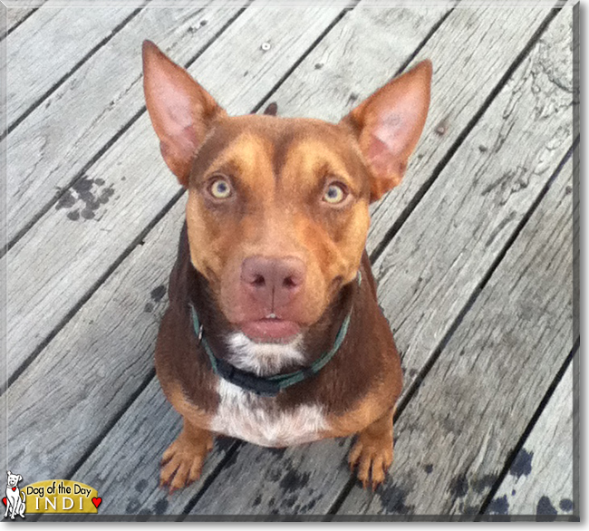 Indi the Kelpie cross, the Dog of the Day