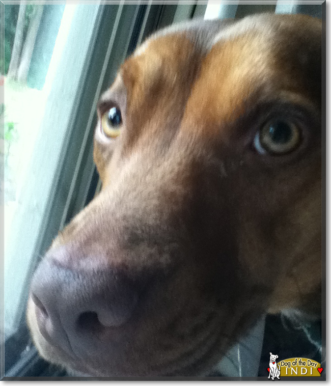 Indi the Kelpie cross, the Dog of the Day