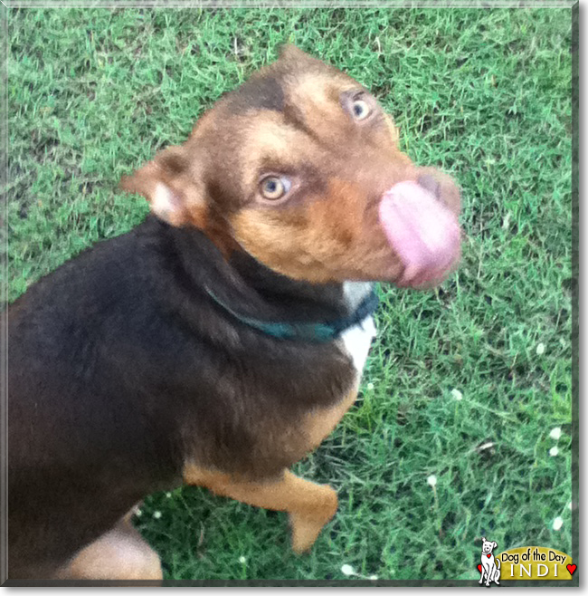 Indi the Kelpie cross, the Dog of the Day