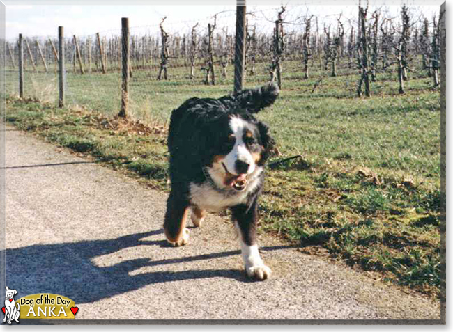 Anka the Entlebucher, the Dog of the Day