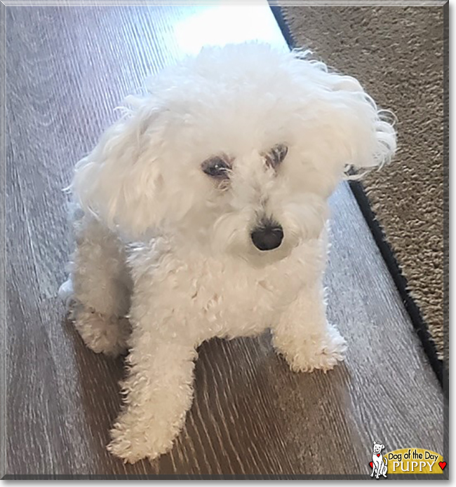 Puppy the Maltese, Poodle mix, the Dog of the Day