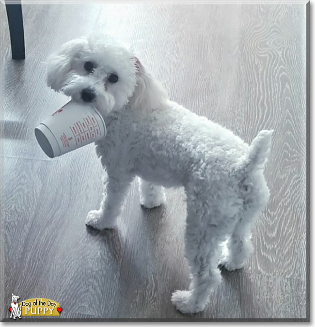 Puppy the Maltese, Poodle mix, the Dog of the Day