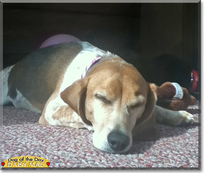 Daisy Mae the Beagle, the Dog of the Day