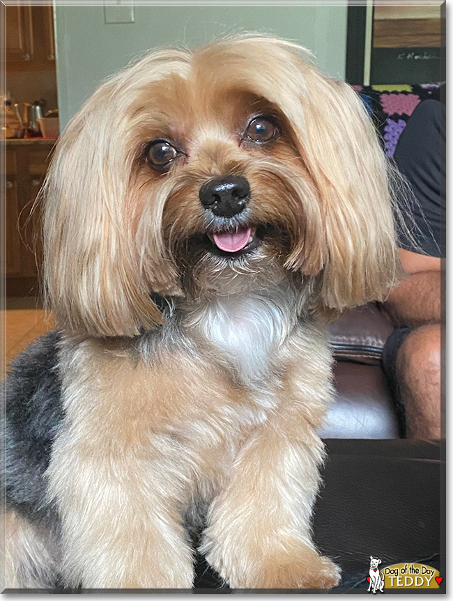 Teddy the Yorkshire Terrier, the Dog of the Day