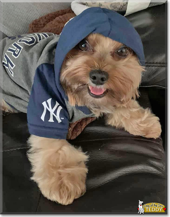 Teddy the Yorkshire Terrier, the Dog of the Day