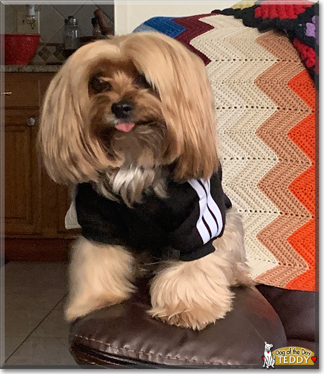 Teddy the Yorkshire Terrier, the Dog of the Day