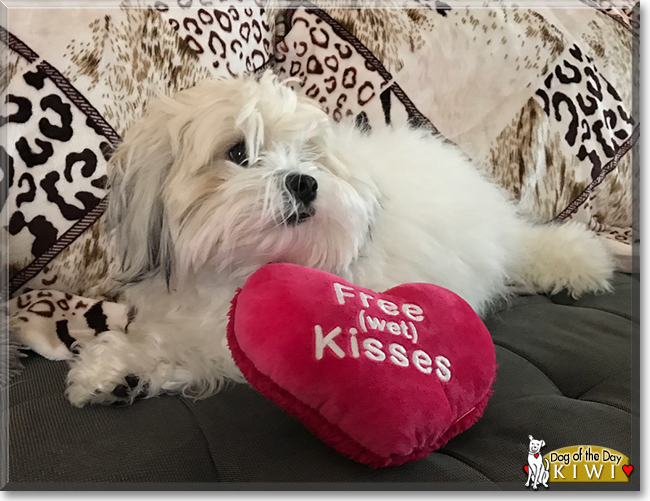 Kiwi the Maltese, Shih Tzu mix, the Dog of the Day