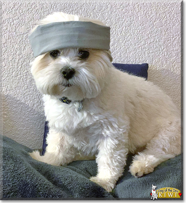 Kiwi the Maltese, Shih Tzu mix, the Dog of the Day