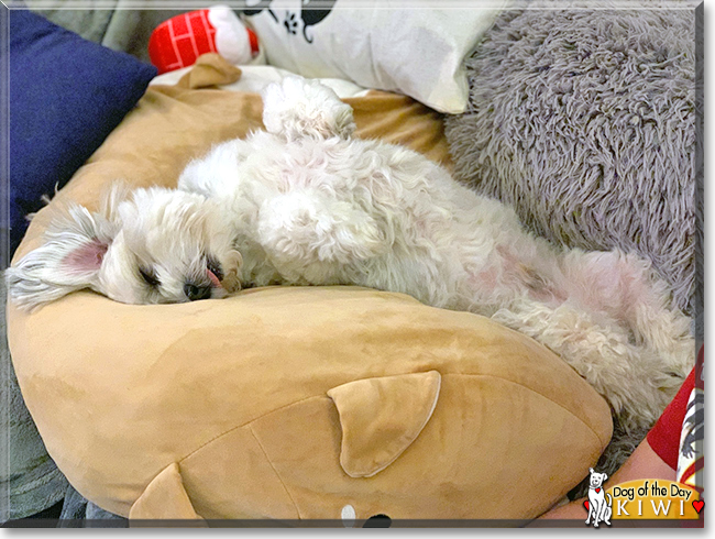 Kiwi the Maltese, Shih Tzu mix, the Dog of the Day