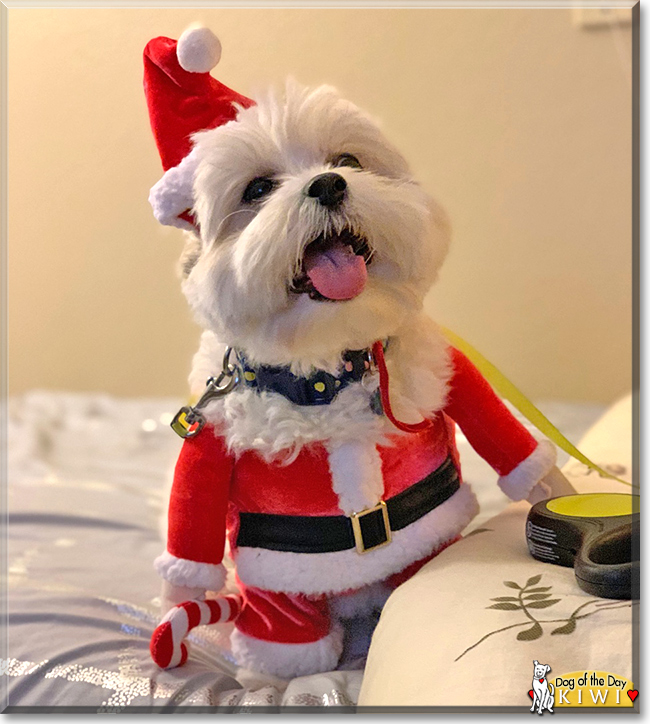 Kiwi the Maltese, Shih Tzu mix, the Dog of the Day