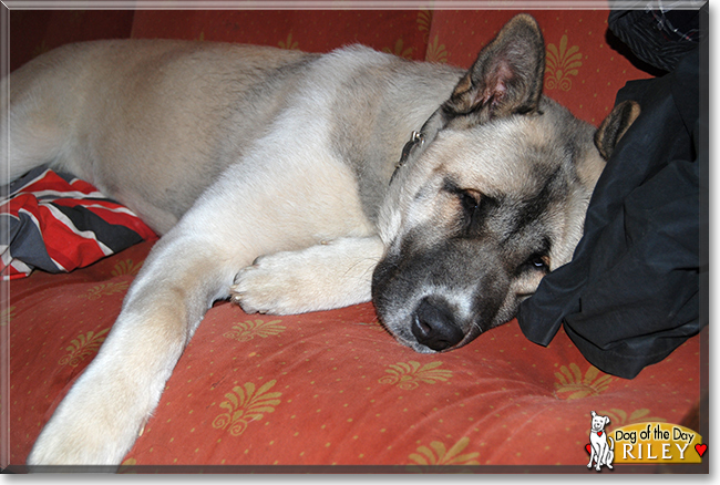 Riley the Akita Inu, the Dog of the Day