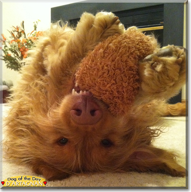 d'Artagnan the Golden Retriever, Standard Poodle mix, the Dog of the Day