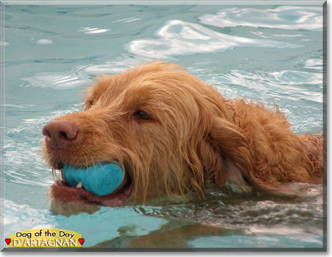 d'Artagnan the Golden Retriever, Standard Poodle mix, the Dog of the Day