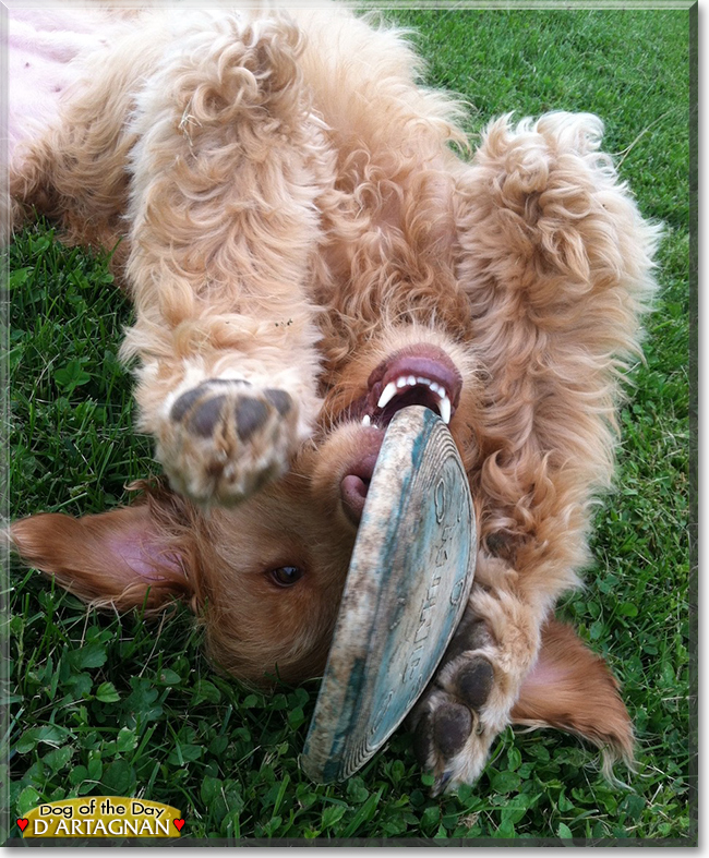 d'Artagnan the Golden Retriever, Standard Poodle mix, the Dog of the Day