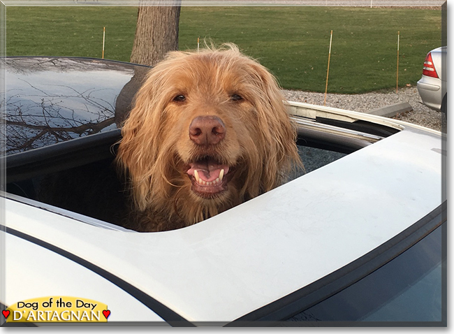 d'Artagnan the Golden Retriever, Standard Poodle mix, the Dog of the Day