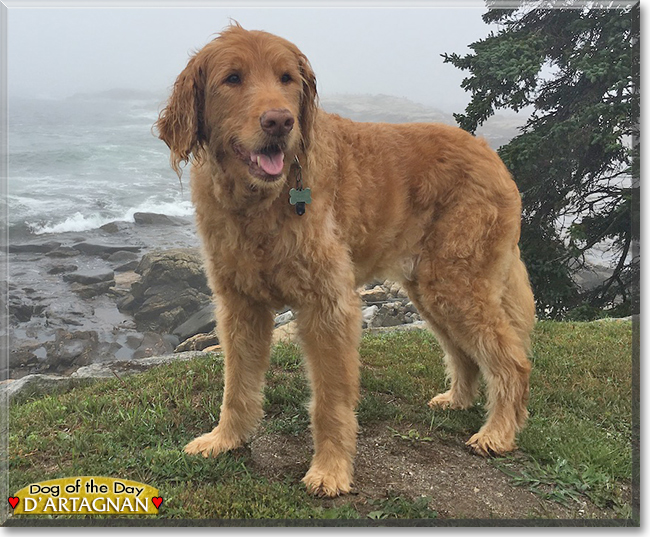 d'Artagnan the Golden Retriever, Standard Poodle mix, the Dog of the Day