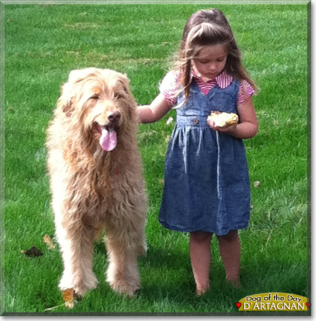 d'Artagnan the Golden Retriever, Standard Poodle mix, the Dog of the Day