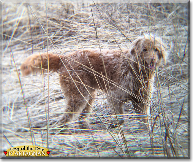 d'Artagnan the Golden Retriever, Standard Poodle mix, the Dog of the Day