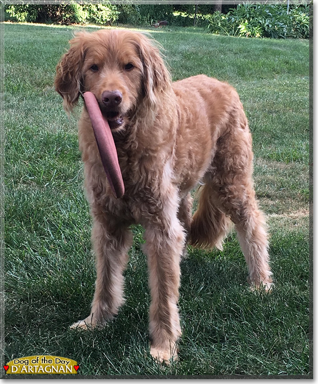 d'Artagnan the Golden Retriever, Standard Poodle mix, the Dog of the Day