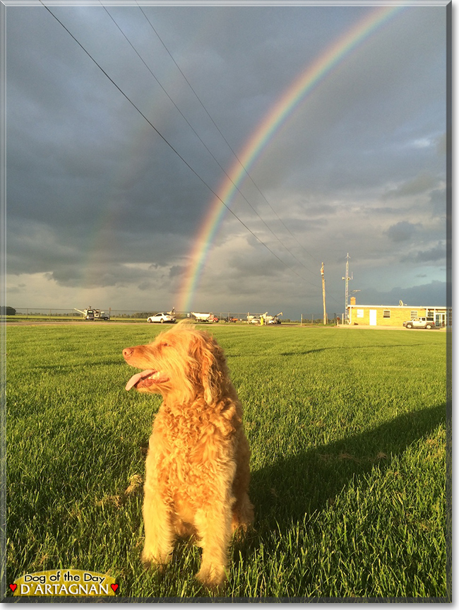 d'Artagnan the Golden Retriever, Standard Poodle mix, the Dog of the Day