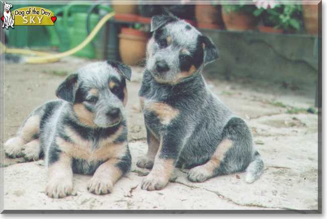 Sky the Australian Cattledog, the Dog of the Day