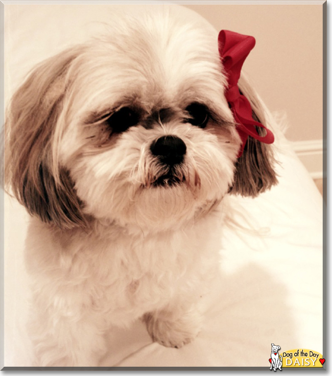 Daisy the Shih Tzu, the Dog of the Day